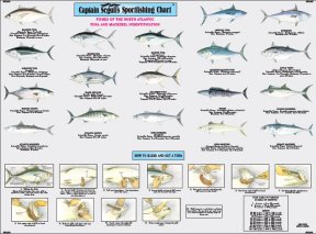 Captain Segull's Nautical Charts Fishes of North Atlantic